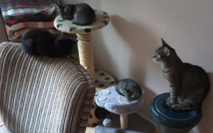 Trzy koty odpoczywające na drapakach.