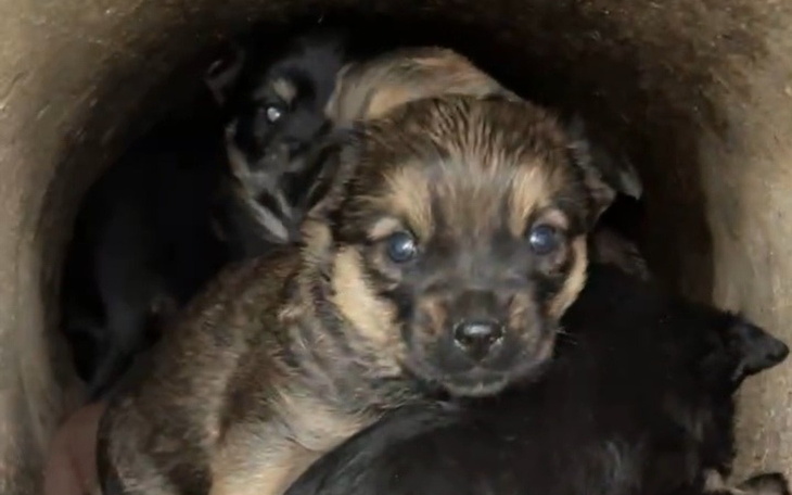 Szczeniaki w ciemnym tunelu, wyglądają na zdezorientowane.