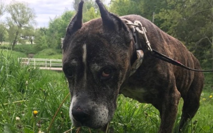 Zbiórka Pomagamy Mirze - zdjęcie główne