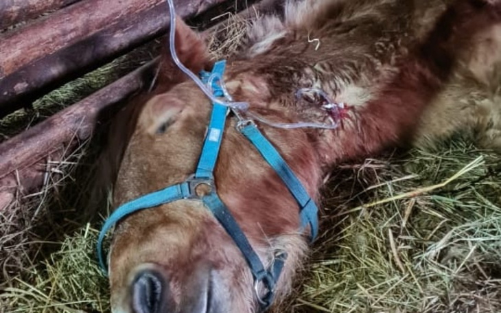 Zbiórka Na walkę z boreliozą - zdjęcie główne