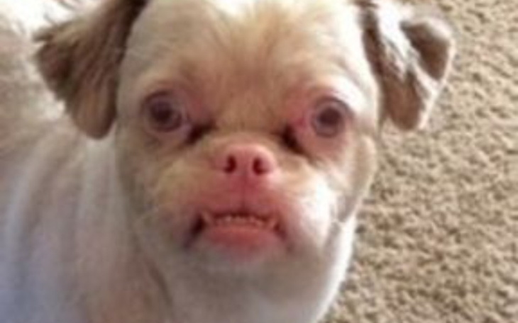 Zbiórka na mojego chorego psa - zdjęcie główne