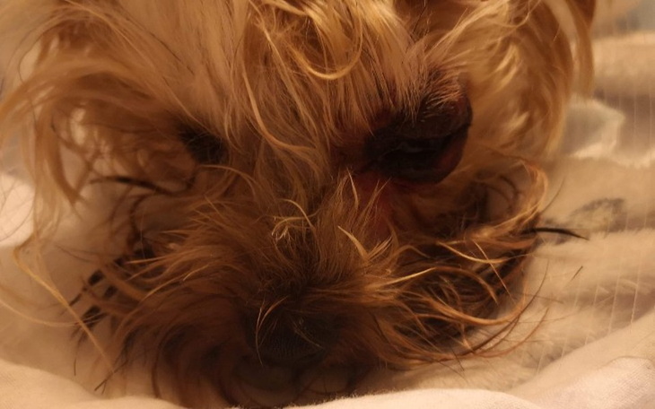 Zbiórka Pomóżmy Tosi odzyskać wzrok - zdjęcie główne