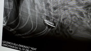 Zbiórka Pilna operacja Jędrka - miniaturka zdjęcia