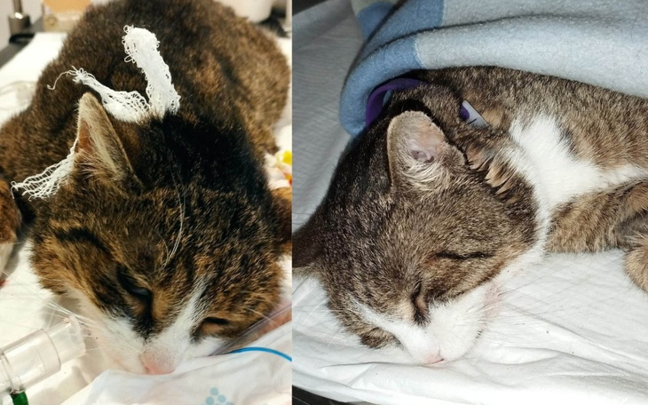 Zbiórka Sylwester w tarapatach... - zdjęcie główne