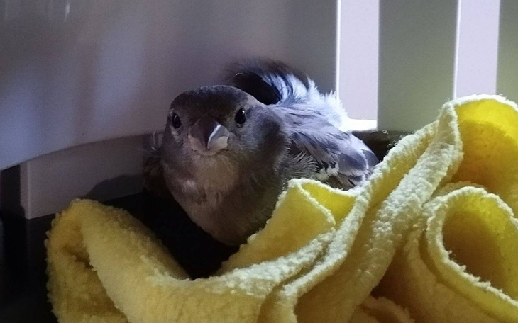 Ptak siedzący w transporterze, otulony żółtym ręcznikiem.