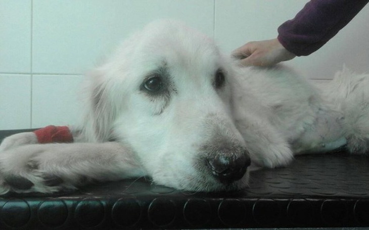 Zbiórka Goldi - historia walki o życie - zdjęcie główne