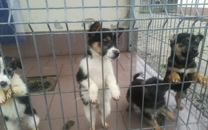 Zbiórka Na schronisko opole - zdjęcie główne