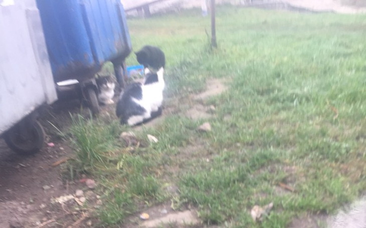 Zbiórka Na kotki - zdjęcie główne