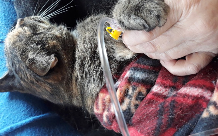 Zbiórka Sofia walczy o życie - zdjęcie główne