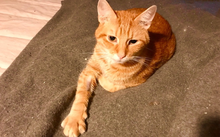 Zbiórka Leczymy Gawła - zdjęcie główne