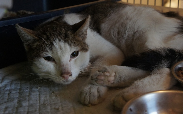 Zbiórka Otruty Guziczek - zdjęcie główne