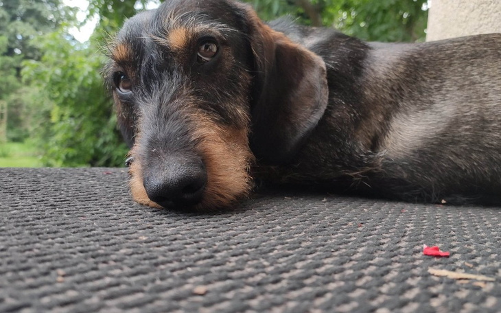 Zbiórka Operacja rzepki Trotyla - zdjęcie główne