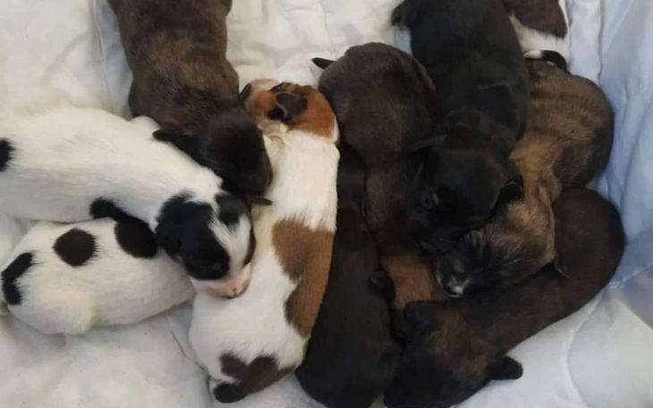 Zbiórka Podrzucone przez płot jak śmieci - zdjęcie główne