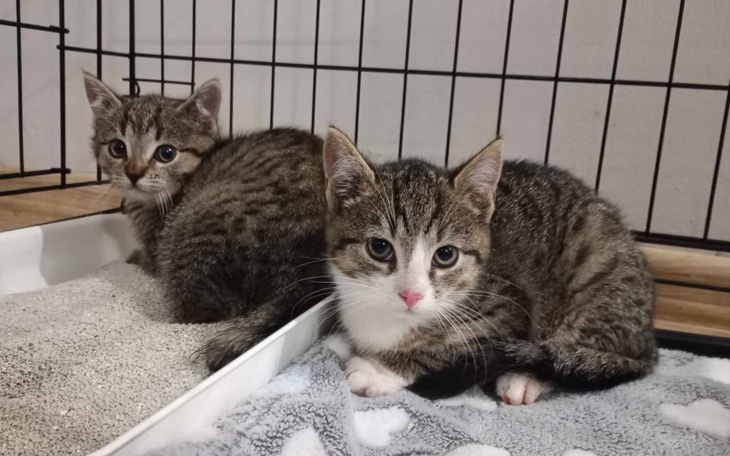 Dwa małe kotki odpoczywające w klatce, jedno z nich patrzy w obiektyw.