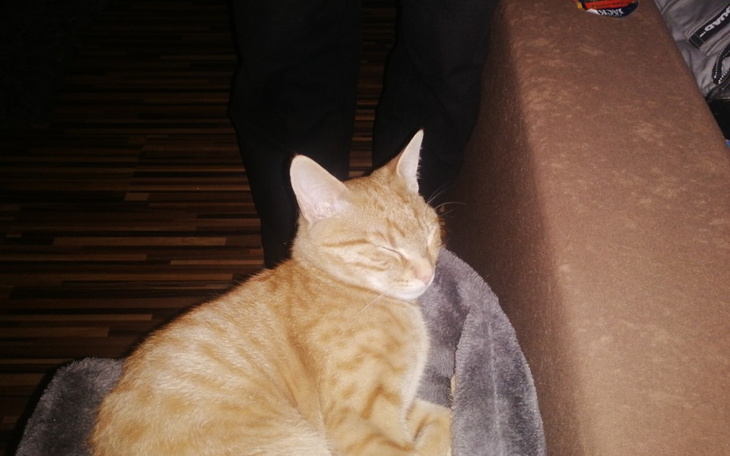 Zbiórka Karma dla schroniska tychy - zdjęcie główne