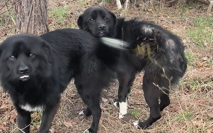 Zbiórka Dla chorych wyrzuconych psin - zdjęcie główne
