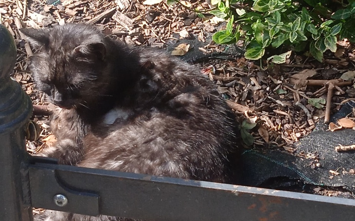 Zbiórka Porzucona kotka pilnie operacja - zdjęcie główne