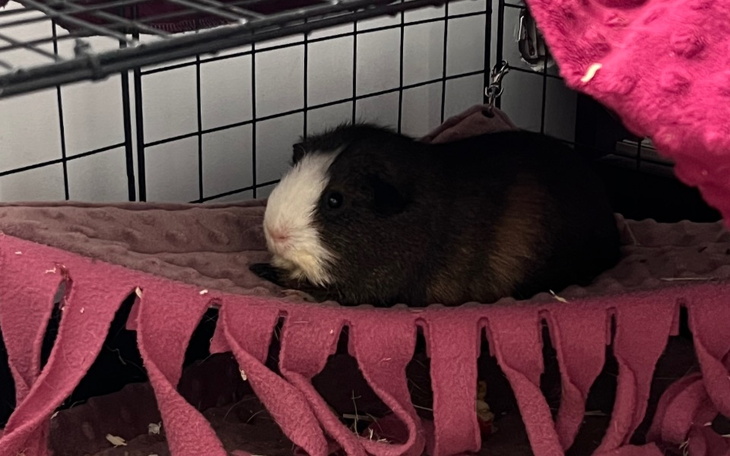 Zbiórka Leczenie Brygitte - zdjęcie główne