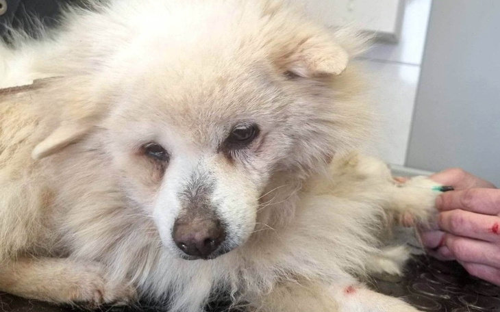 Zbiórka OPUŚCIŁAM PIEKŁO... umieram - zdjęcie główne