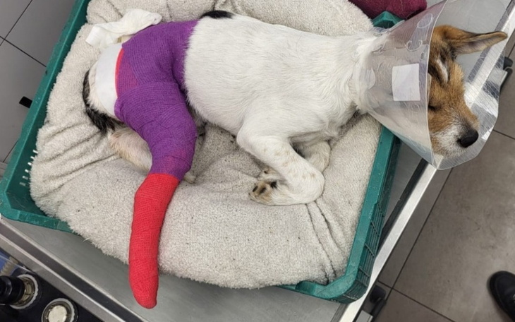 Zbiórka Operacja i leczenie malej Milki - zdjęcie główne