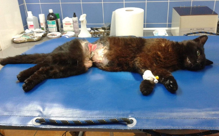 Zbiórka Kot we wnykach - zdjęcie główne