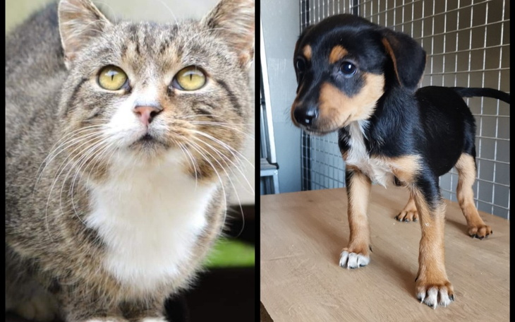 Zbiórka Po lepsze życie. Na transport - zdjęcie główne