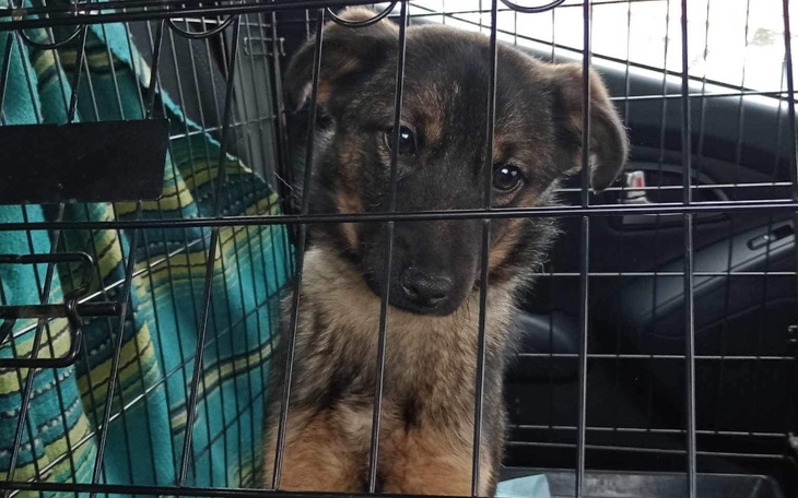 Zbiórka Uratowane przed Sobolewem - zdjęcie główne