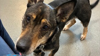 Zbiórka Pomóż Masterowi stanąć na łapki! - miniaturka zdjęcia