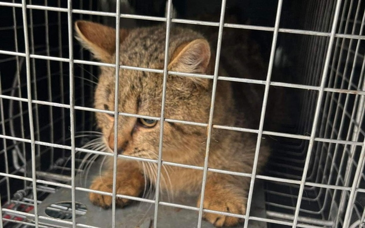 Zbiórka Kastracja i leczenie bezdomniaki - zdjęcie główne