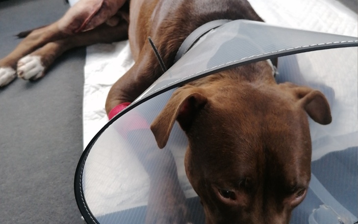 Zbiórka Leczenie i operacje łapek - zdjęcie główne