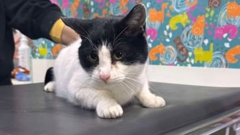 Zbiórka Łatka FELV+ prosi o pomoc! - miniaturka zdjęcia