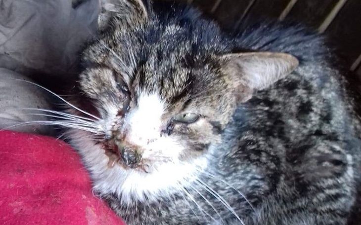 Zbiórka Kocie oczy błagające o pomoc - zdjęcie główne