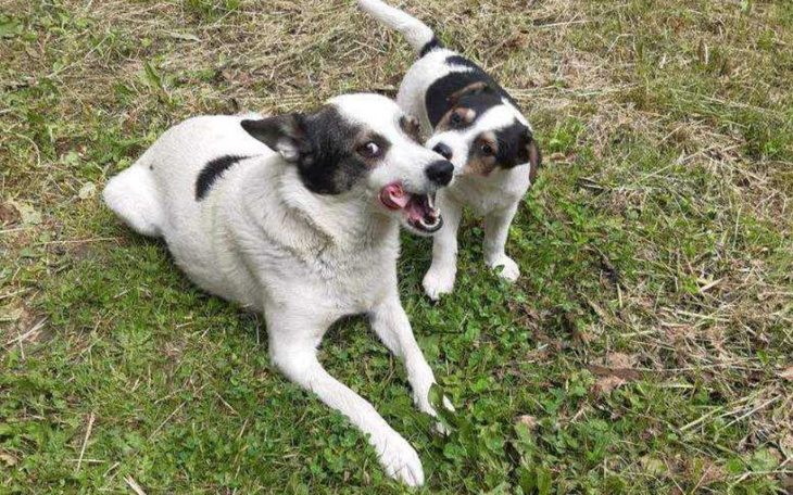 Zbiórka Kastracja Piratki - zdjęcie główne