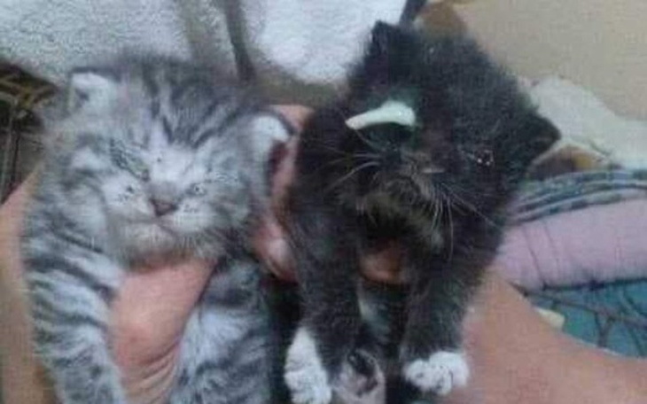 Zbiórka Rajskie kocięta błagają o pomoc! - zdjęcie główne