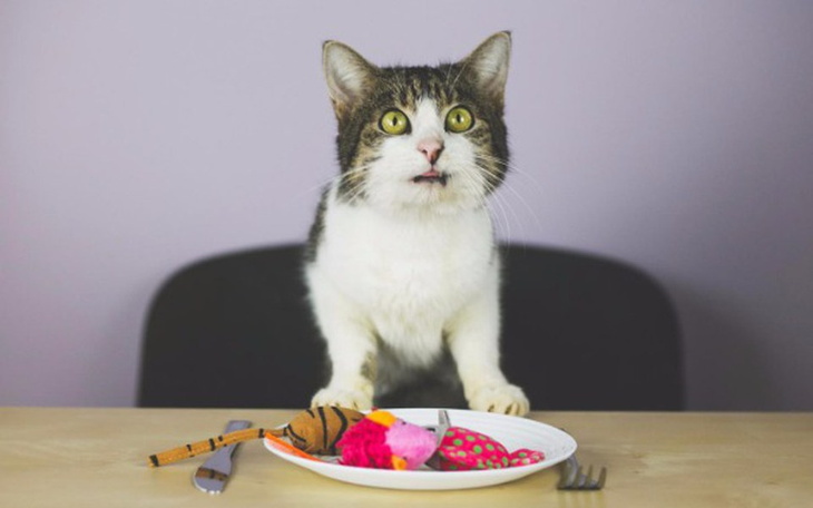 Kot siedzący przy stole z zabawkami.