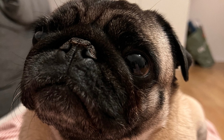 Zbiórka Chemioterapia dla Lili - mops - zdjęcie główne