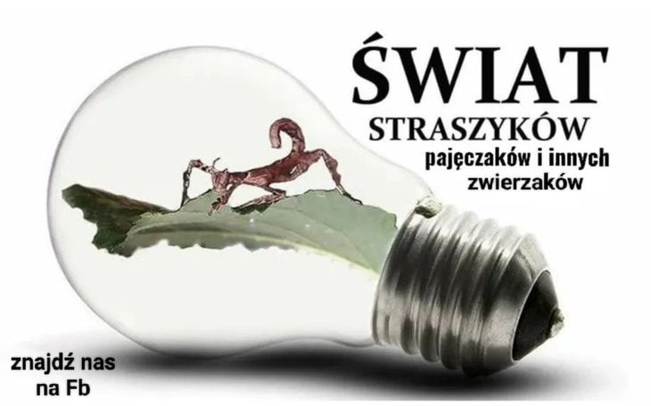 Żarówka z owadem wewnątrz, z napisem o świecie straszyków.