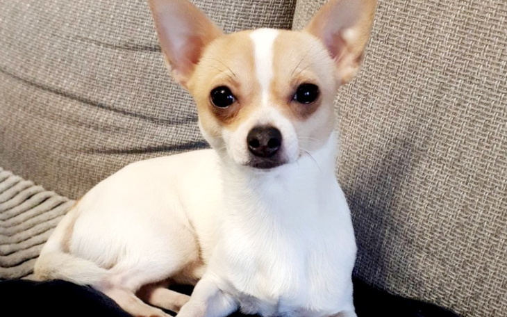 Zbiórka Na leczenie pieska/chihuahua - zdjęcie główne