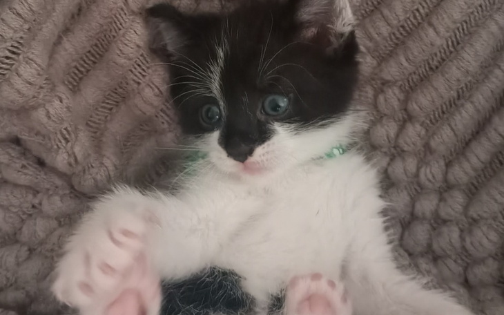 Zbiórka Biedny kotek potrzebuje pomocy - zdjęcie główne