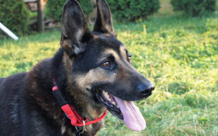 Zbiórka Psia zima w przytulisku - zdjęcie główne