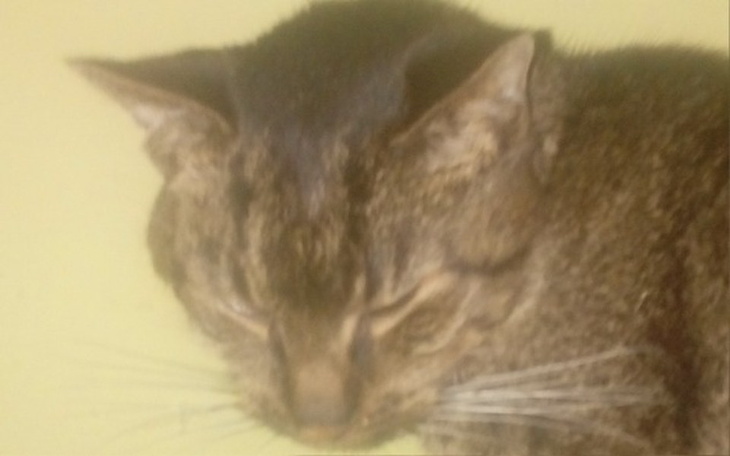 Zbiórka Na zastrzyki dla chorego kotka - zdjęcie główne