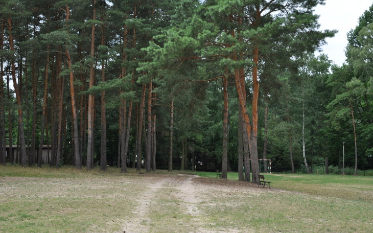 Pine trees in a serene park setting.