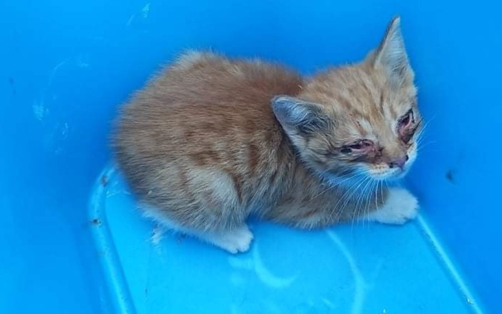 Zbiórka Walczymy o kocie życie - zdjęcie główne