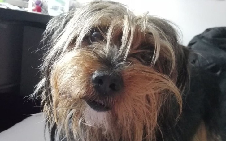 Zbiórka Pomóżmy Dropsikowi! - zdjęcie główne