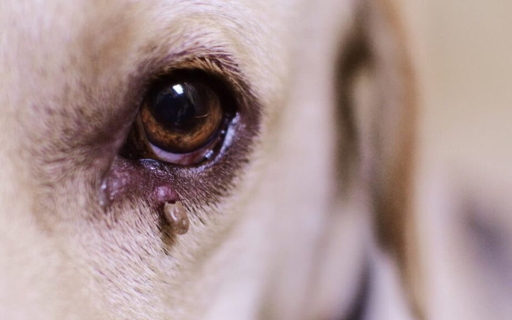 Zbliżenie na smutne oko psa, z łzą spływającą po policzku.