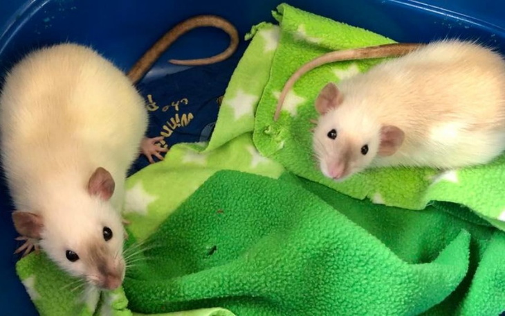 Zbiórka Maj w DT Ogoniaste - zdjęcie główne