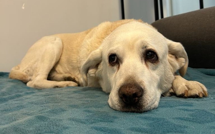 Zbiórka Pilna pomoc dla Labci - zdjęcie główne