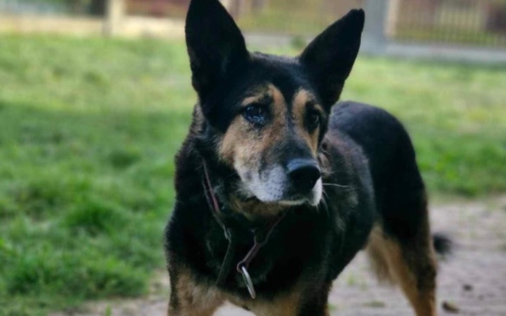 Zbiórka FELEK- chore oczko i hotelik - zdjęcie główne