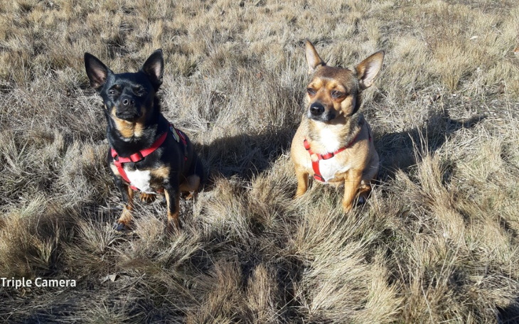 Dwa psy siedzące na trawie, patrzące w obiektyw.