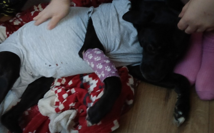 Pies w szarym ubraniu z bandażem na nodze, leży na kocu.